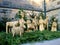 Straw christmas crib