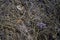 Straw and clusters of clover on the old wooden floor. Background. Pattern.