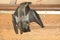 Straw-colored fruit bat