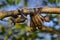 Straw-coloured fruit bat, Eidolon helvum, on the the tree during the evening, Kisoro, Uganda in Africa. Bat colony in the nature,