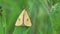 Straw Dot Moth /Rivula sericealis0 sits on a green leaf