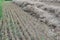 Straw drying on stubble field