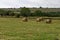 Straw field with round dry hay bales in front of mountain range near town Dupnitsa