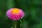 Straw flower or everlasting or paper daisy flower