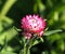 Straw Flower Or Xerochrysum Bracteatum