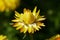 A straw flower Xerochrysum bracteatum in front of a beautiful background