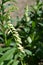 Straw foxglove