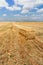 Straw harvesting in the field