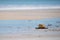 Straw Hat Blowing In Wind Across Beach