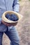 Straw Hat Grapes Clusters Syrah Harvest