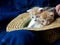 Straw Hat and pair of of kittens