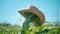 A straw hat is put on a corn stalk in a cornfield, a scarecrow in a field