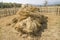 The straw haystack on the field after harvesting.