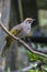 The straw-headed bulbul