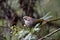 Straw headed bulbul, Pycnonotus zeylanicus