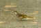 Straw-headed Bulbul (Pycnonotus zeylanicus)