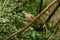 Straw-headed Bulbul (Pycnonotus zeylanicus)