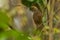 Straw-headed Bulbul - Pycnonotus zeylanicus songbird in the bulbul family, Pycnonotidae, found from the Malay Peninsula to Borneo