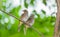 Straw-headed Bulbul(Straw-crowne d Bulbul) bird