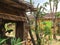 Straw house and tropical plants