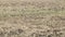 Straw left on grain stubble field after harvest season. Straw bales lying in the field. Shallow depth of field.