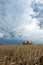 Straw on the meadow. Summer storm clouds. Grain crop, harvesting