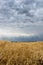 Straw on the meadow. Summer storm clouds. Grain crop, harvesting