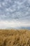 Straw on the meadow. Summer storm clouds. Grain crop, harvesting