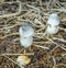 Straw mushrooms cultivated