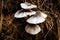 Straw mushrooms cultivated on rice straw.