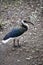 Straw-necked Ibis