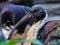 Straw Necked Ibis Close Up