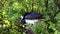 Straw-necked Ibis, Threskiornis spinicollis is a bird of the ibis family