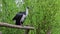 Straw-necked Ibis, Threskiornis spinicollis is a bird of the ibis family