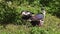 Straw-necked Ibis, Threskiornis spinicollis is a bird of the ibis family