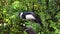 Straw-necked Ibis, Threskiornis spinicollis is a bird of the ibis family