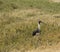 Straw-necked Ibis (Threskiornis spinicollis) eating tips of green grass weeds on summer day.