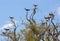 Straw-necked Ibises with a White Heron: Western Australia