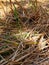 Straw and paddy plant. Paddy cultivation in sri lanka.