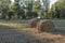 Straw pressed into bales in the background forest