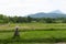 Straw puppet or scarecrow strawman in the rice field in asia