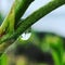 Straw with rain drops, green and with reflection