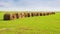 Straw roll bales on the field