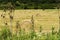 Straw round bales in a field during the summer harvest in the countryside