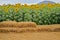 Straw seat with sunflower field