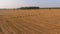 Straw stacks stacked bales of hay left over from harvesting crops, field of an agricultural farm