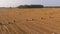 Straw stacks stacked bales of hay left over from harvesting crops, field of an agricultural farm