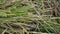 Straw stems after harvesting rice