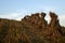 Straw stooks at harvest