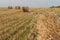 Straw view and a field view with a gold yellow rolls of haystacks corded